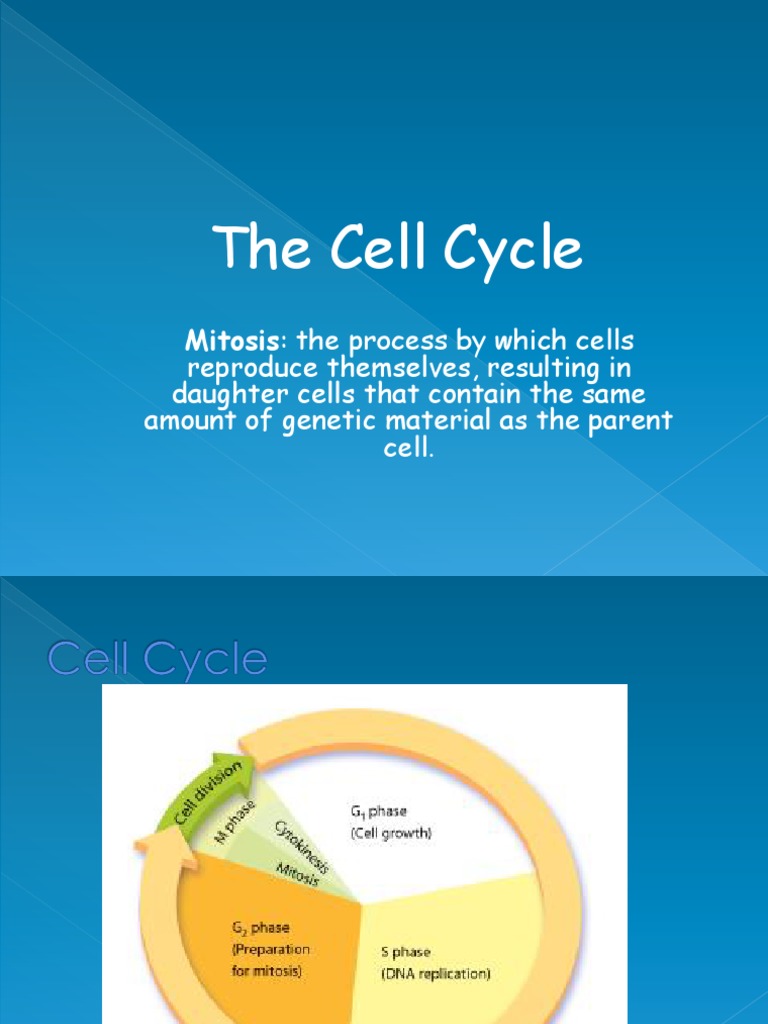 Understanding the Cell Cycle and Mitosis | PDF | Mitosis | Chromosome