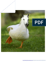 Animaux Imaginaires PDF