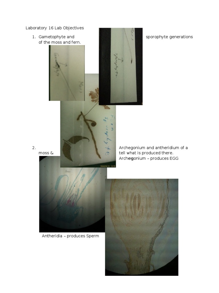 Biology 2 Lab Objectives | PDF | Foreign Language Studies