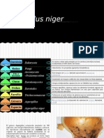 Aspergillus Niger