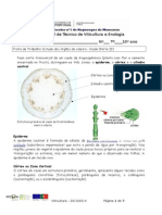 Ficha de Trabalho 4 Estudo Dos Órgãos Da Videira Caules