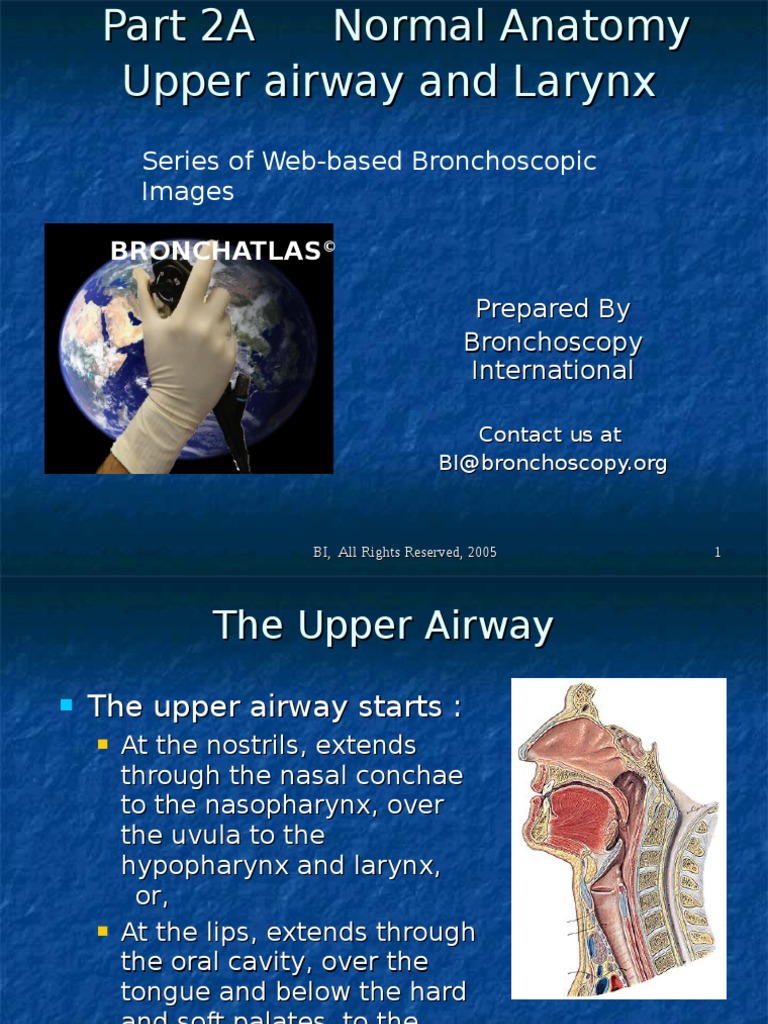 Anatomy Upper Airway & Larynx | PDF | Larynx | Human Throat