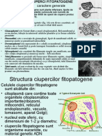 Ciuperci Fitopatogene