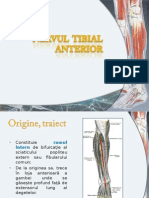 Nervul Tibial Anterior