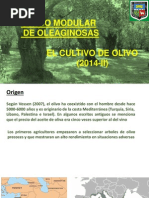 Presentacion Olivo Unalm