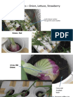 Aquaponics - Onion, Lettuce, Strawberry