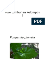 Foto Tumbuhan Kelompok 7