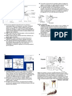 Abdomen de Los Insectos