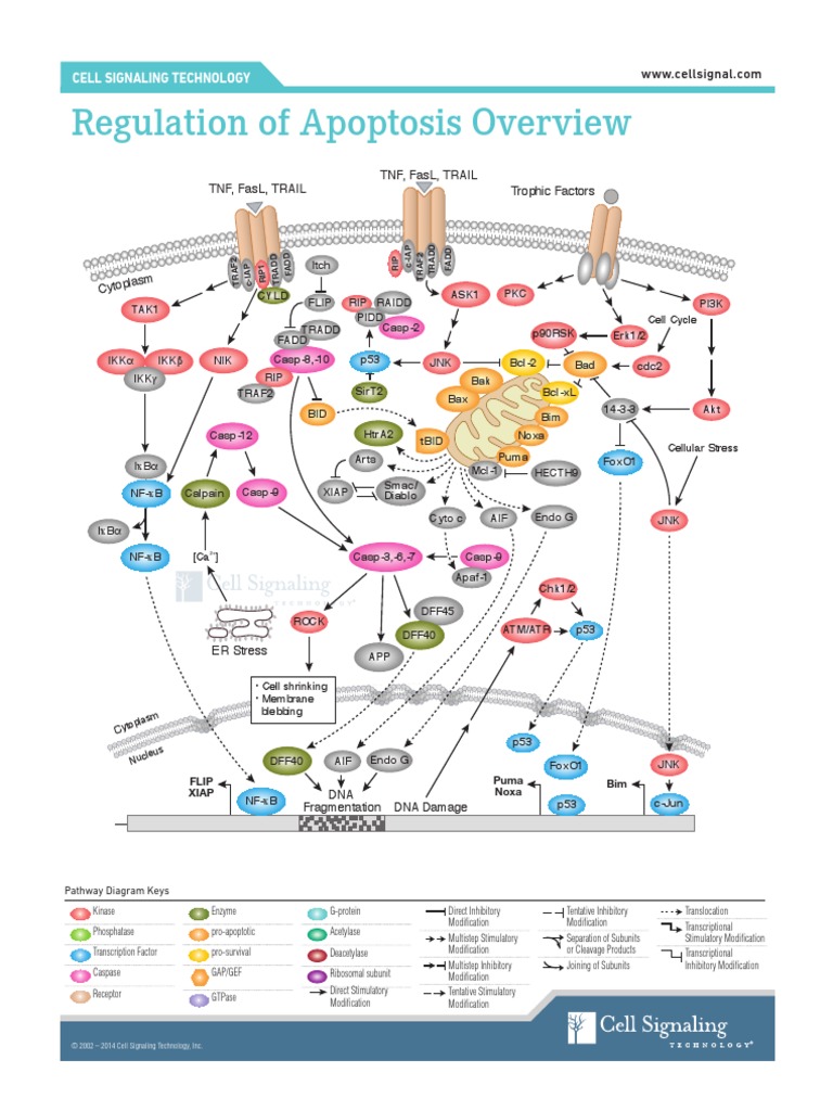 Overview of Apoptosis Regulation | PDF