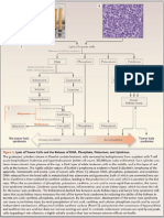 Figure Lysis of Tumor Cells