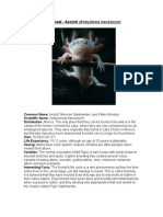 Care Sheet - Axolotl (Ambystoma Mexicanum)