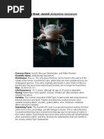 Care Sheet - Axolotl (Ambystoma Mexicanum)