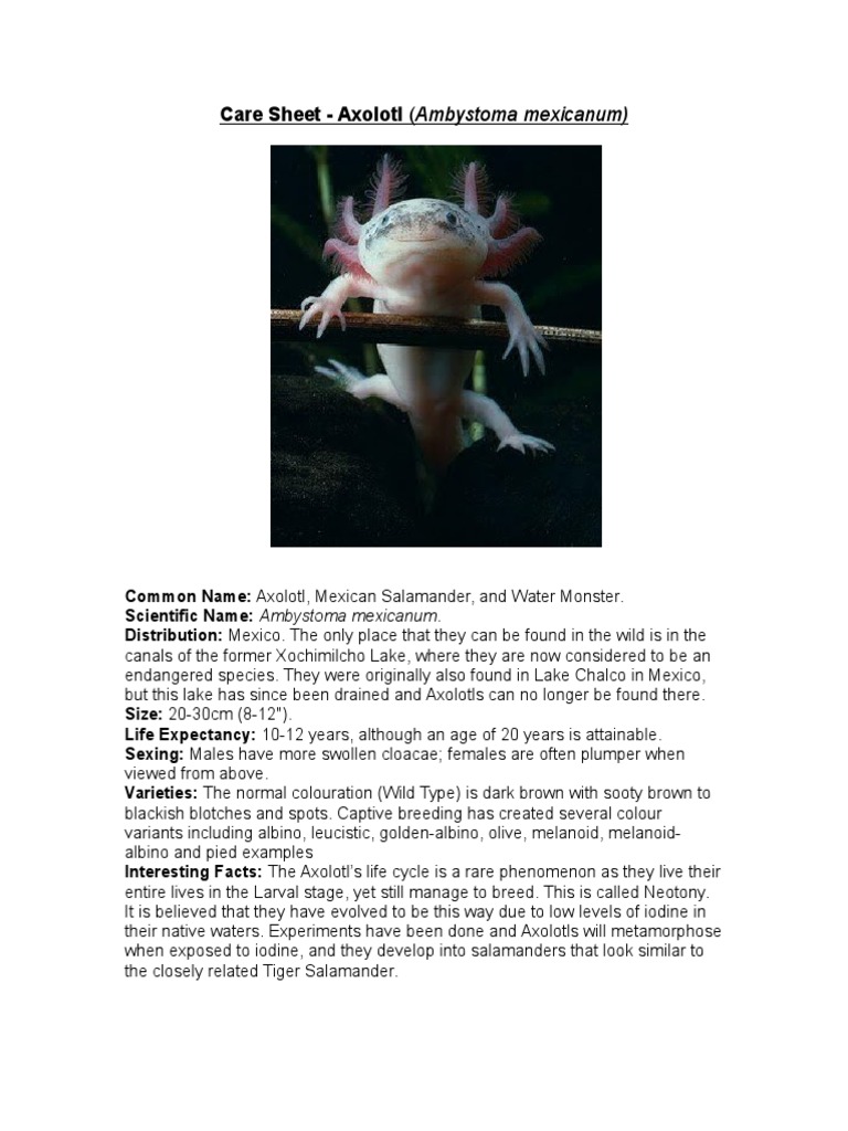 Care Sheet Axolotl Ambystoma Mexicanum Vertebrates Zoology