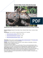 Care Sheet - Banded Water Snake (Nerodia Fasciata)