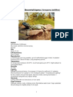 Care Sheet - Beavertail Agama (Xenagamas