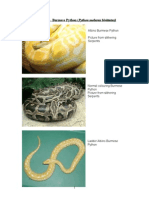 Care Sheet - Burmese Python