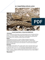 Care Sheet - Carpet Python