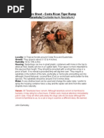 Care Sheet - Costa Rican Tiger Rump Tarantula