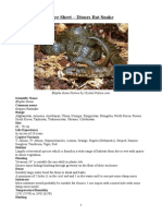 Care Sheet - Diones Rat Snake