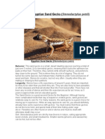 Care Sheet - Egyptian Sand Gecko
