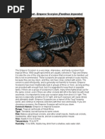 Care Sheet - Emperor Scorpion