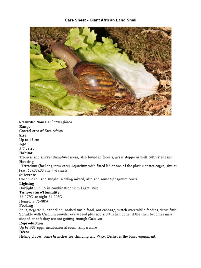 Care Sheet - Giant African Land Snail | PDF | Organisms | Nature