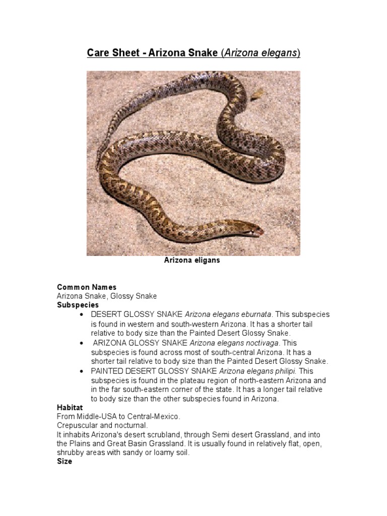 Care Sheet - Glossy Snake