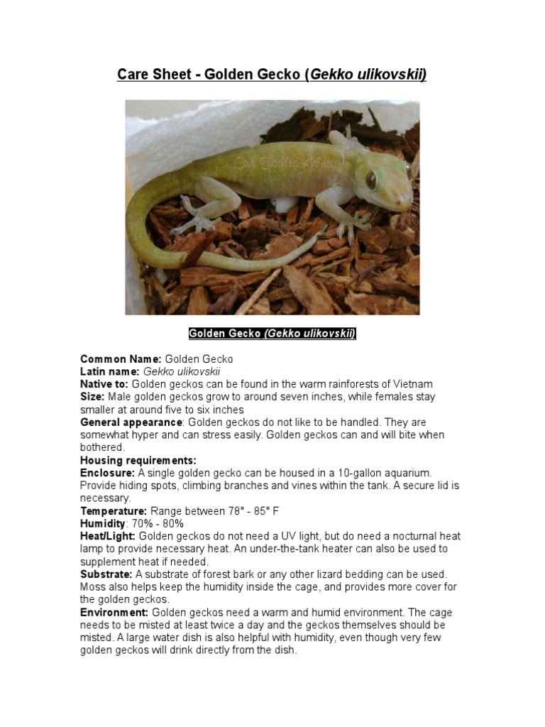 Care Sheet - Golden Gecko | Download Free PDF | Egg | Nature