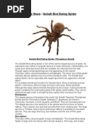 Care Sheet - Goliath Bird Eating Spider