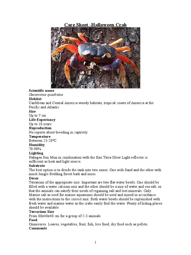 Care Sheet Halloween Crabs Habitat Water