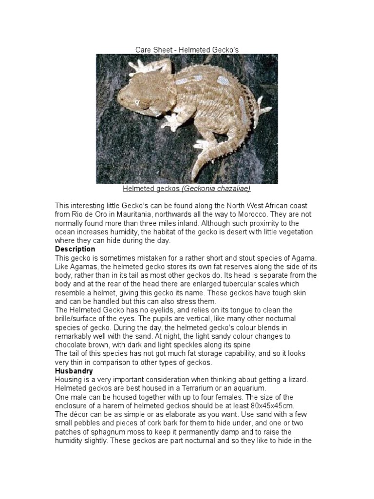Care Sheet - Helmeted Gecko (Tarentola Chazaliae) | PDF | Vivarium