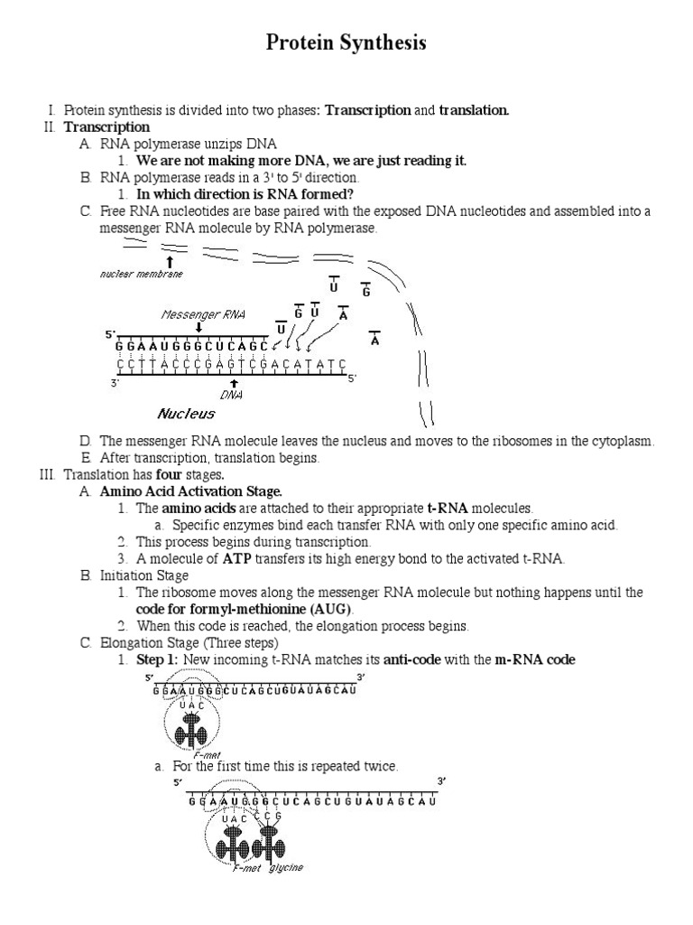 Protein Synthesis Notes | Translation (Biology) | Rna
