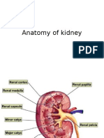 Anatomy and Physiology of the Kidney
