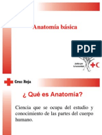 Anatomia Básica