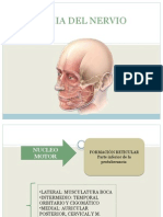 Anatomia Del Nervio Facial