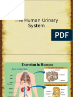 The Human Urinary System