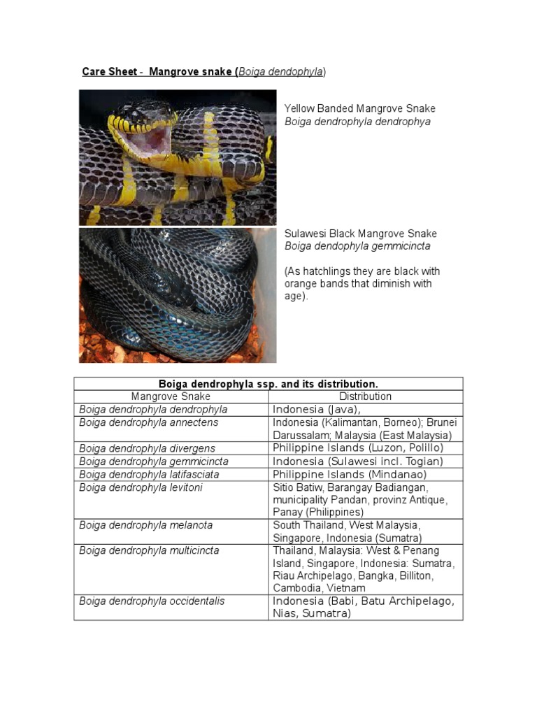 Mangrove Snake Care Guide | PDF | Vivarium | Venom