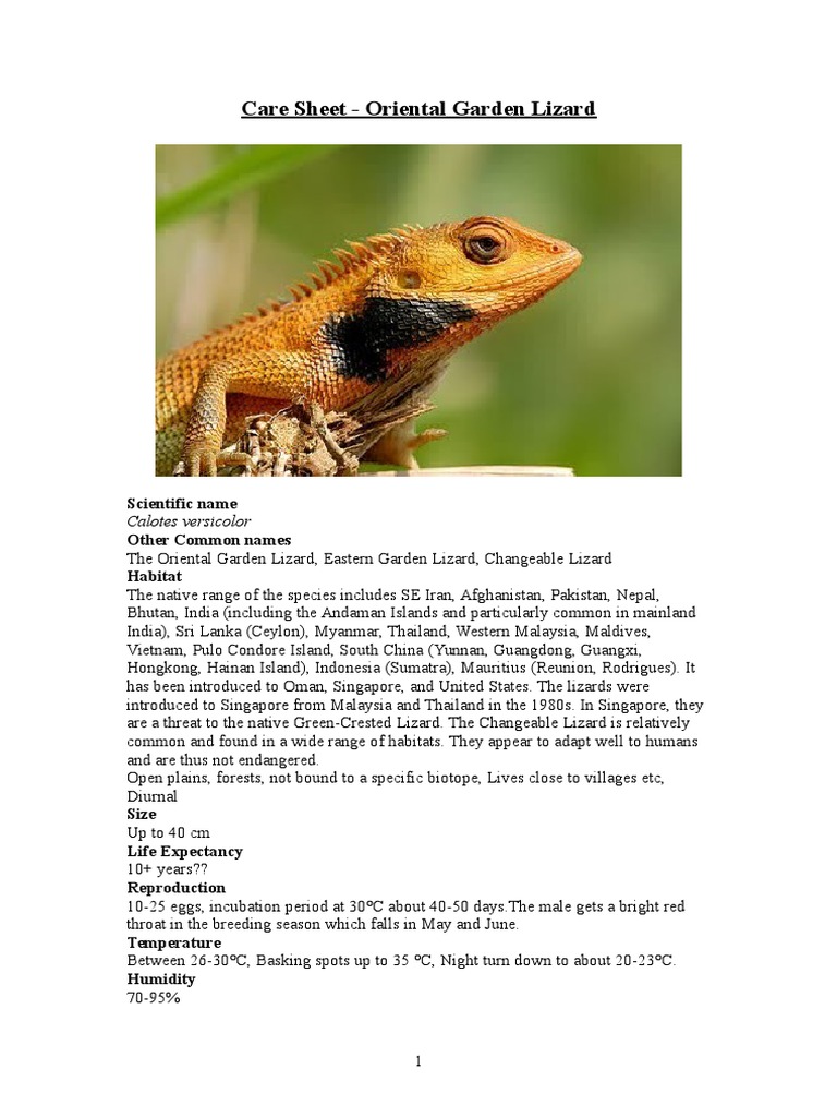 Care Guide for Oriental Garden Lizard | PDF | Organisms | Nature