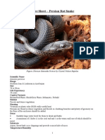 Care Sheet - Persian Rat Snake