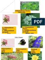 Flower Morphology and Classification