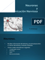 Neurona y Comunicaciòn Nerviosa