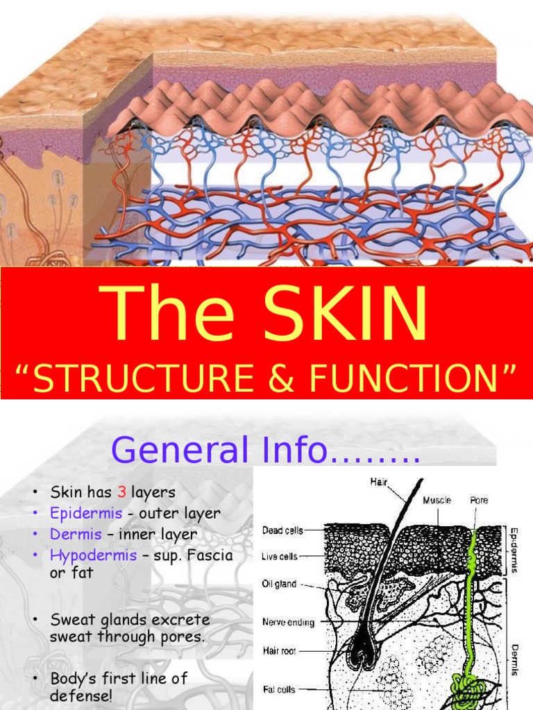 Skin Structure & Function | PDF | Skin | Epidermis