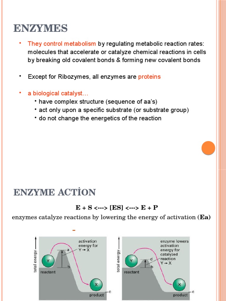 Enzymes They Control Metabolism PDF Cofactor (Biochemistry) Enzyme