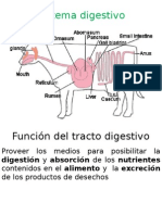 Sistema Digestivo