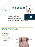 Urinary System Anatomy