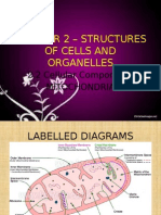 Chapter 2 – Structures of Cells and Organelles