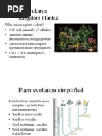 Plantae