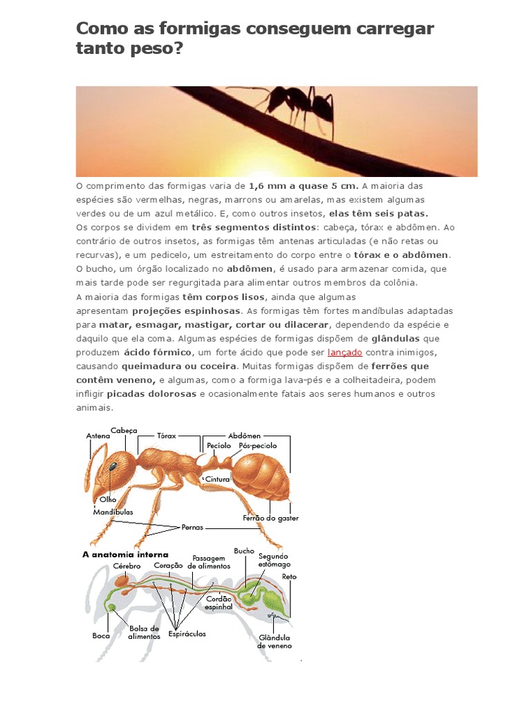 Como As Formigas Conseguem Carregar Tanto Peso | PDF | Formiga | Insetos
