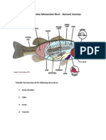 Fish Dissection Information Sheet - Internal Anatomy