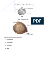 Clam Dissection Information Sheet - External Anatomy